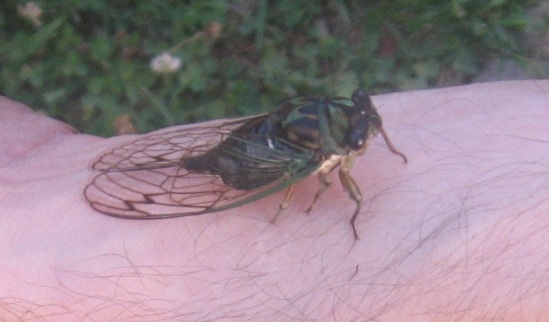 Most people think cicadas are ugly or gross, but I think they're pretty cool looking.