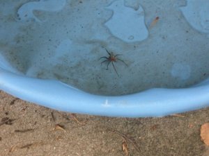 This big ass guy was sunbathing in my kid's old kiddie pool today.  He was gross as hell, but I fished him out with a stick anyway so he wouldn't drown...